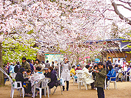 栄町さくら祭り