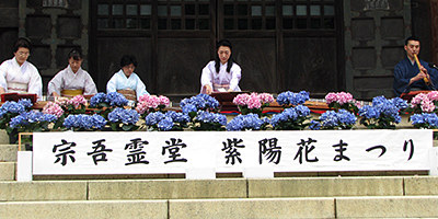 宗吾霊堂　紫陽花まつり