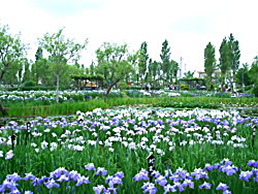 水郷佐原水生植物園