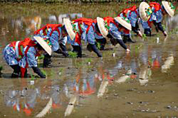 御田植祭田植式・耕田式