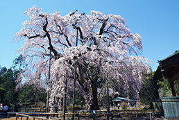 長光寺(しだれ桜）