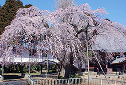 妙宣寺（しだれ桜）