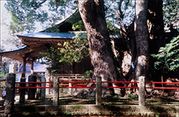 神崎神社と神崎の大楠
