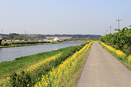 なのはな祭り