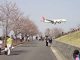 成田市さくらの山